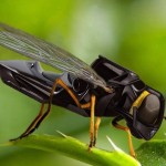 robobee2